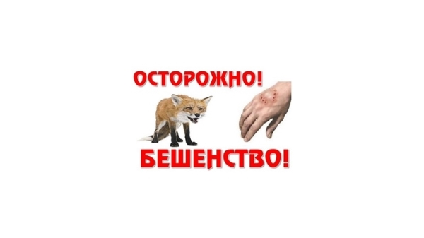 О профилактике бешенства О профилактике бешенства
