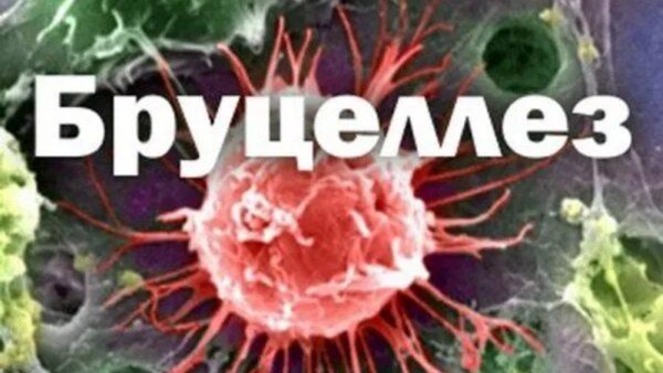 Профилактика бруцеллеза Профилактика бруцеллеза