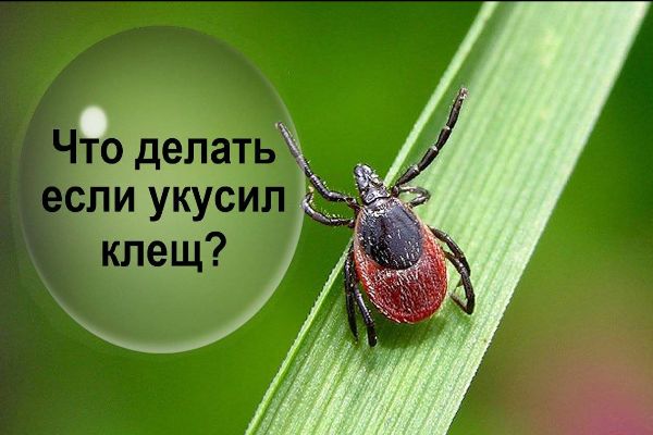 Алгоритм действия при укусе клеща. Алгоритм действия при укусе клеща.