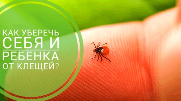 О профилактике нападения клещей О профилактике нападения клещей