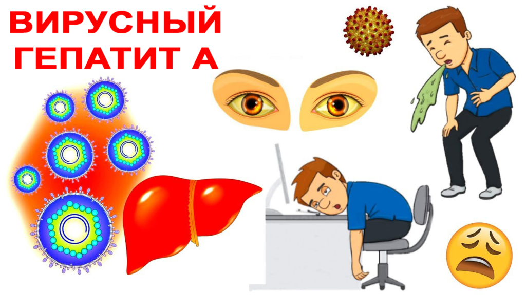 О профилактике вирусного гепатита А О профилактике вирусного гепатита А